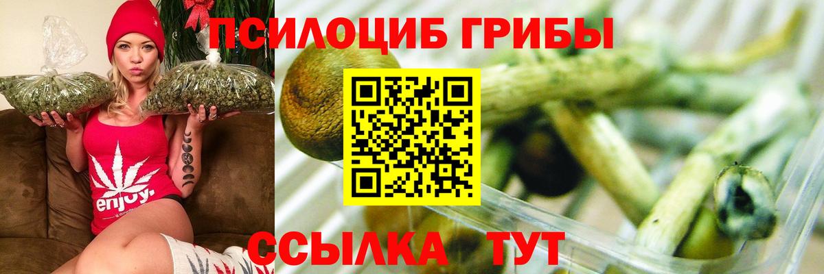 Псилоцибиновые грибы Psilocybe Новомосковск